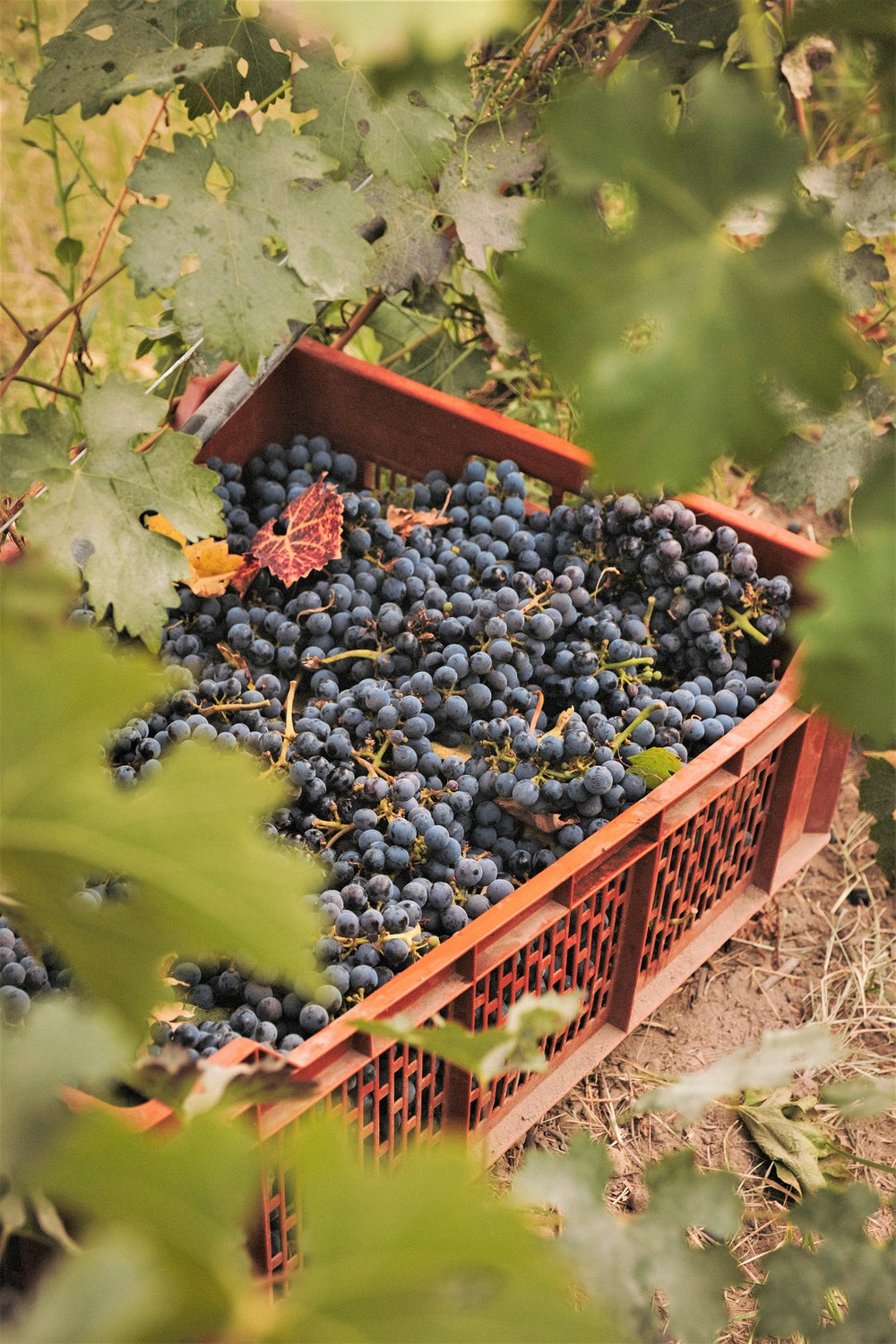 multimedia collage image