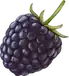 Mora