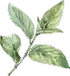 Salvia